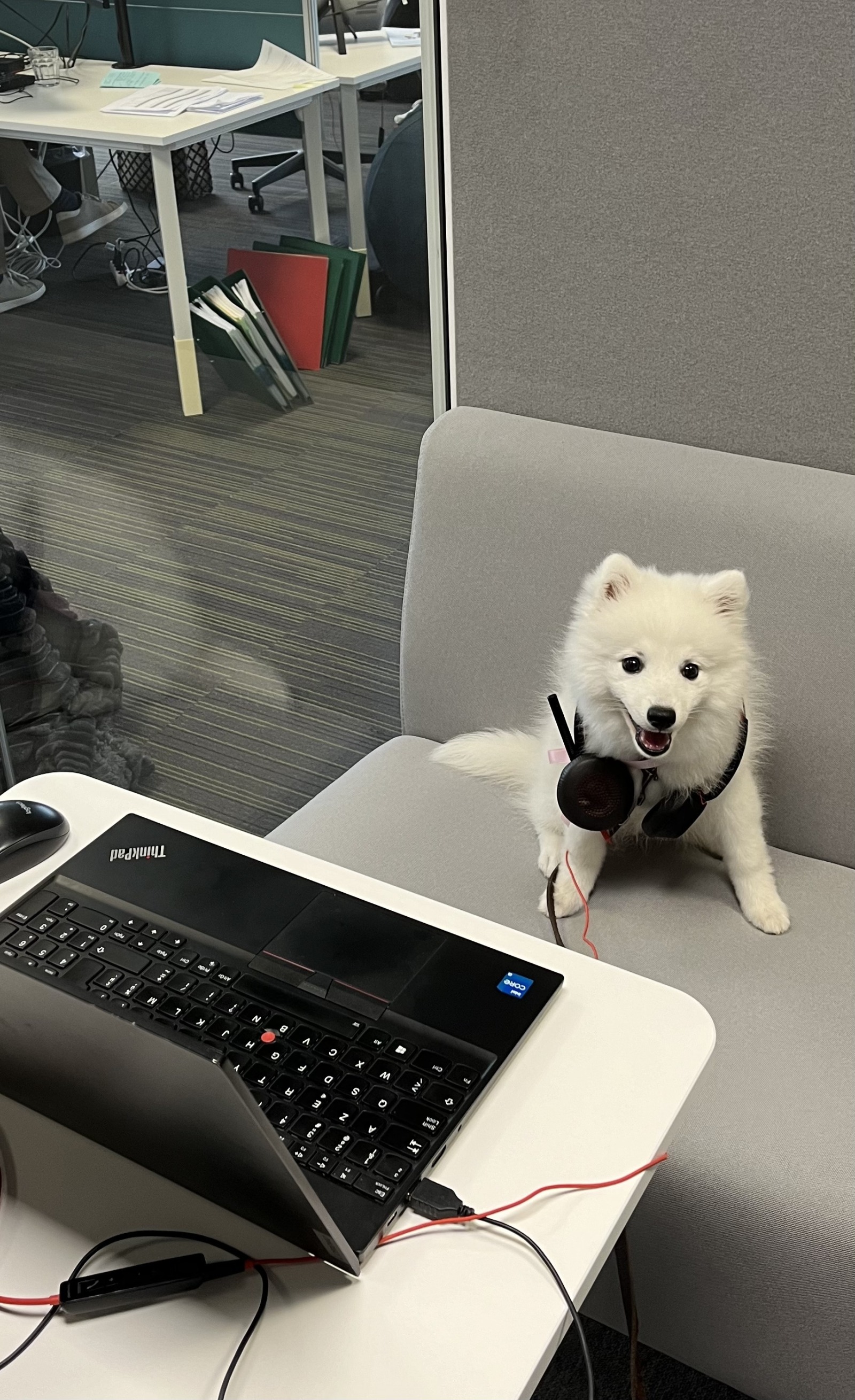 Office Dog